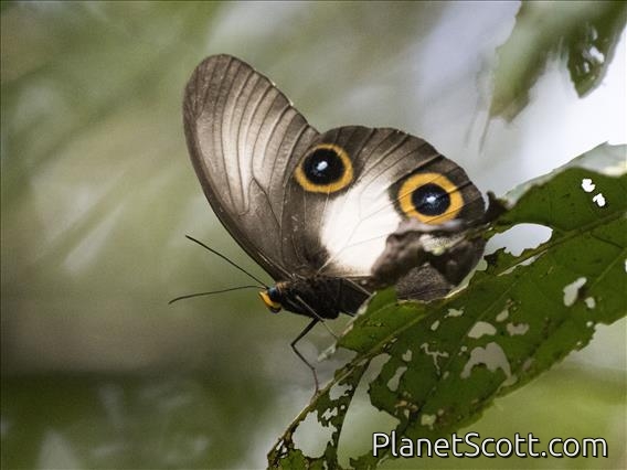 One-eyed Owl (Taenaris myops)