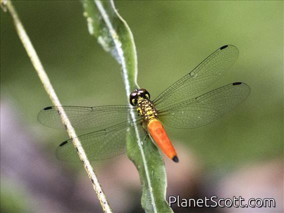 Skimmer (Lyriothemis meyeri)