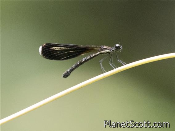 Jewel (Rhinocypha tincta)
