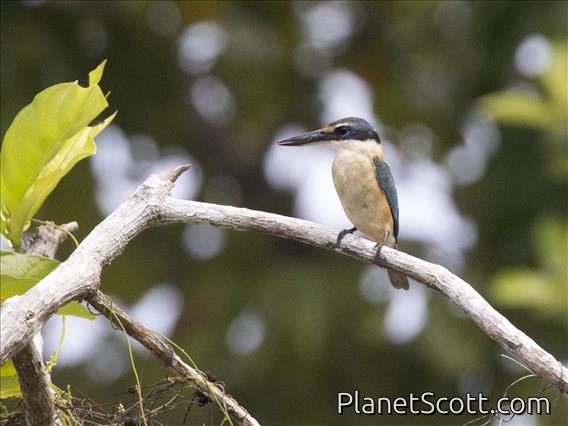 Sacred Kingfisher (Todiramphus sanctus)