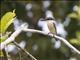 Sacred Kingfisher (Todiramphus sanctus)