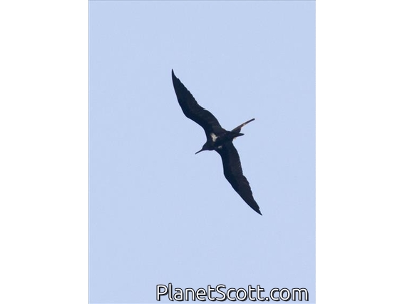 Lesser Frigatebird (Fregata ariel)