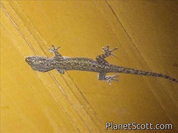Asian House Gecko (Hemidactylus frenatus)