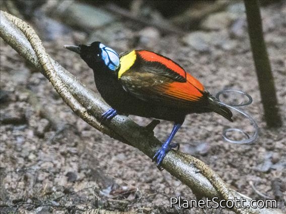 Wilson's Bird-of-Paradise (Diphyllodes respublica)