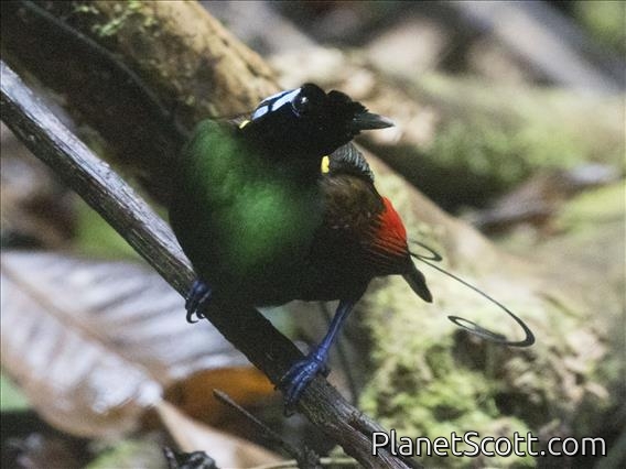 Wilson's Bird-of-Paradise (Diphyllodes respublica)
