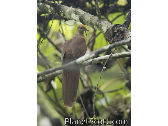 Sultan's Cuckoo-Dove (Macropygia doreya) - Female