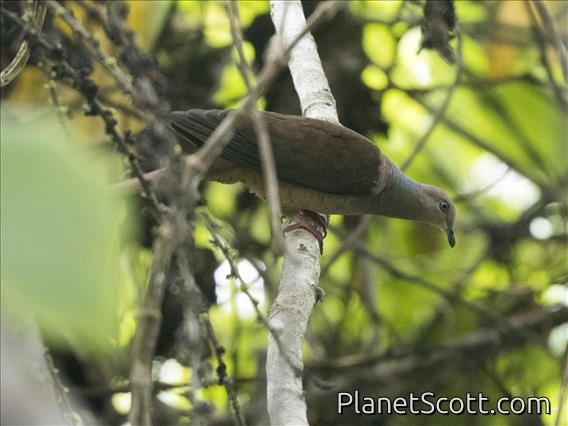 Sultan's Cuckoo-Dove (Macropygia doreya) - Male