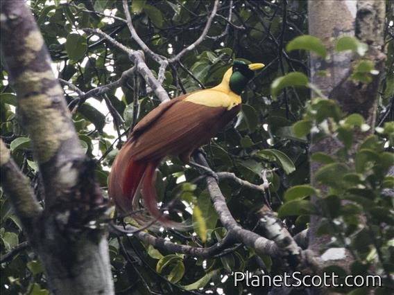 Red Bird-of-paradise (Paradisaea rubra)