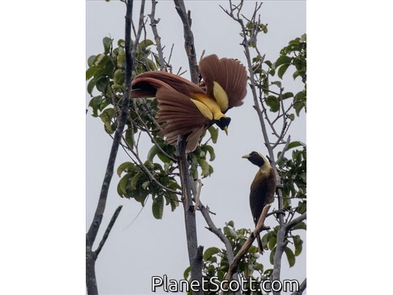 Red Bird-of-paradise (Paradisaea rubra)