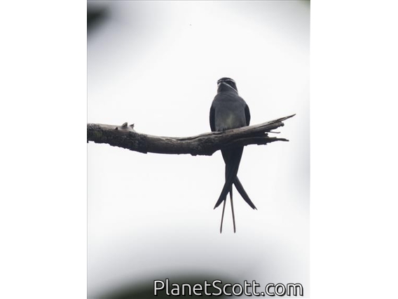 Moustached Treeswift (Hemiprocne mystacea)