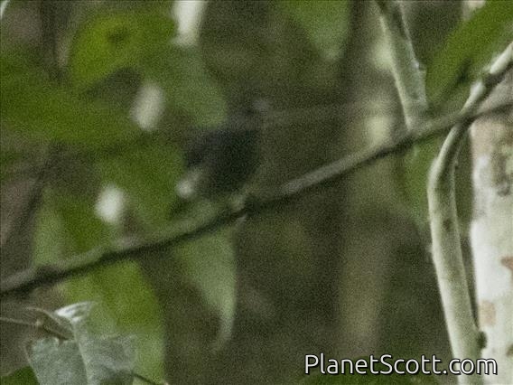 Black Butcherbird (Cracticus quoyi)