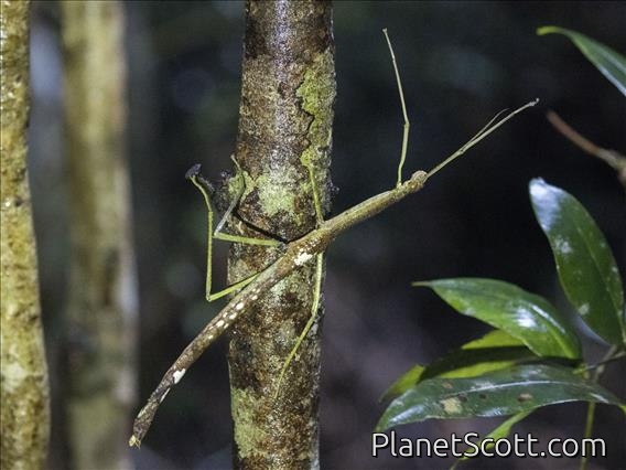 Stick Insect (Anchiale sp)