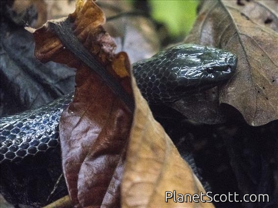 Ikaheka Snake (Micropechis ikaheca)