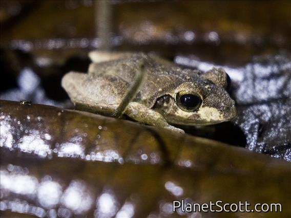 Triangle Frog (Cornufer batantae)