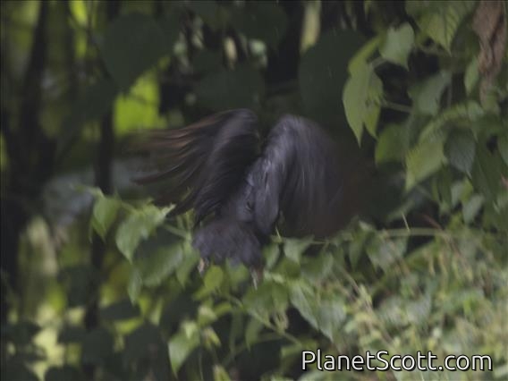 Dusky Megapode (Megapodius freycinet)
