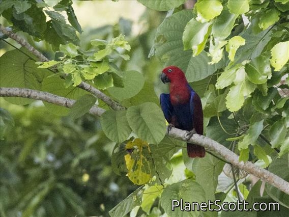 Papuan Eclectus (Eclectus polychloros) - Male