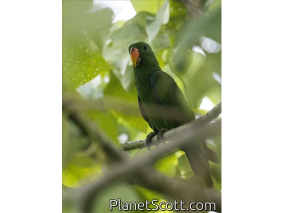Papuan Eclectus (Eclectus polychloros) - Female