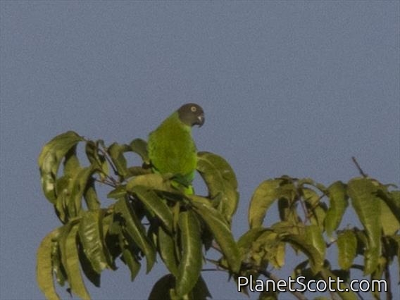 Red-cheeked Parrot (Geoffroyus geoffroyi) - Female