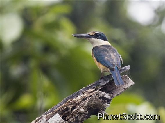 Sacred Kingfisher (Todiramphus sanctus)
