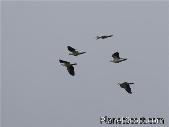 Pied Imperial-Pigeon (Ducula bicolor)