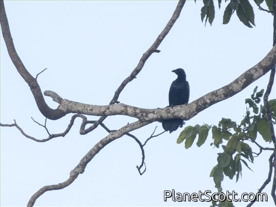 Glossy-mantled Manucode (Manucodia ater)