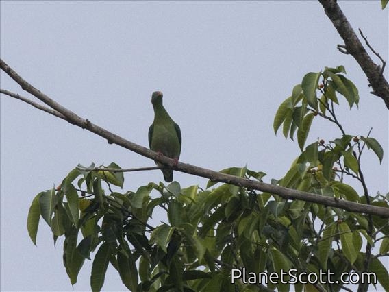 Claret-breasted Fruit-Dove (Ptilinopus viridis) - Female