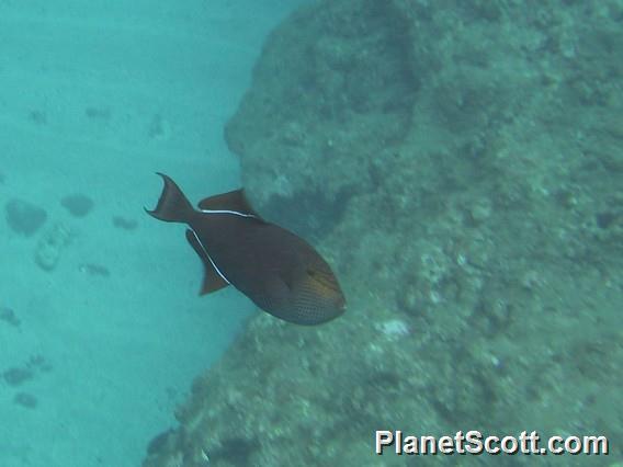 Black Triggerfish (Melichthys niger)