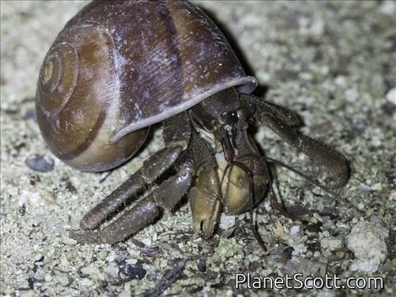 Land Hermit Crab (Coenobita longitarsis)
