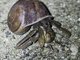 Land Hermit Crab (Coenobita longitarsis)