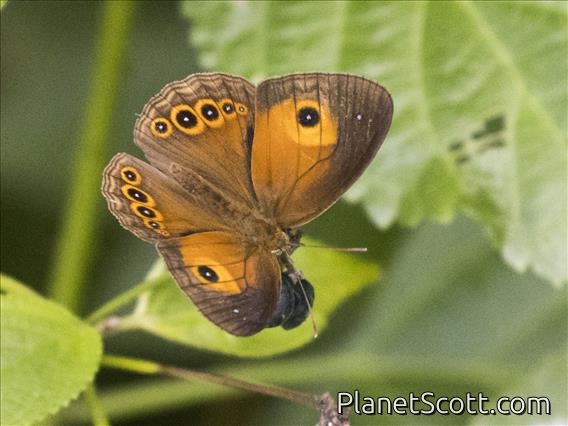 Hewitson's Bushbrown (Mycalesis phidon)
