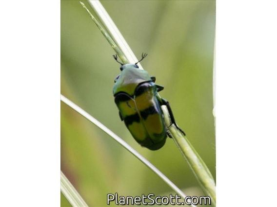 Scarab Beetle (Ischiopsopha bifasciata)