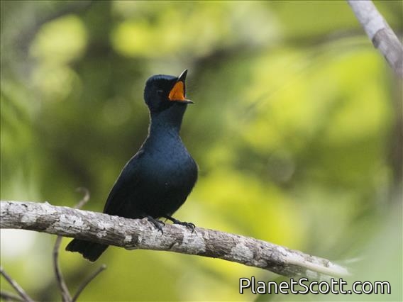 Shining Flycatcher (Myiagra alecto)