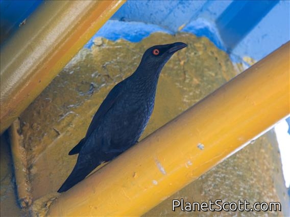 Metallic Starling (Aplonis metallica)
