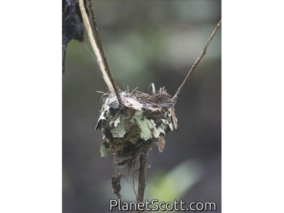 Raja Ampat Pitohui (Pitohui cerviniventris) - Nest