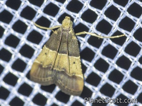 Pyralid Snout Moth (Pyraliidae sp)