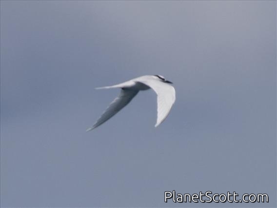 Black-naped Tern (Sterna sumatrana)