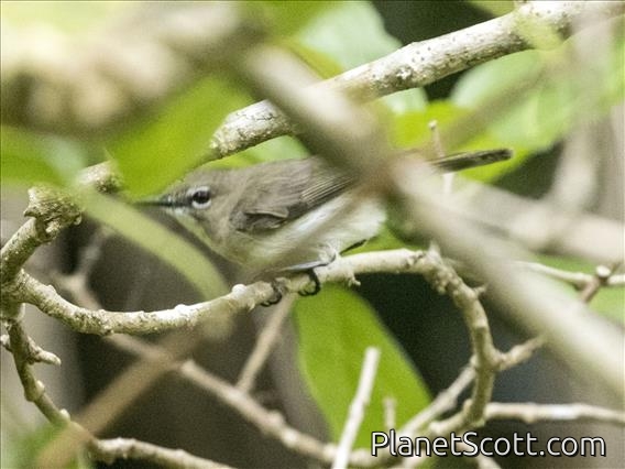 Large-billed Gerygone (Gerygone magnirostris)