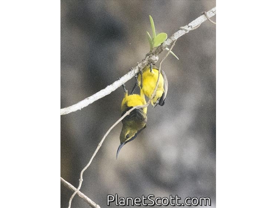 Sahul Sunbird (Cinnyris frenatus) - Male