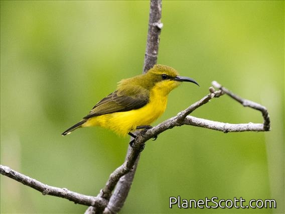 Sahul Sunbird (Cinnyris frenatus) - Female