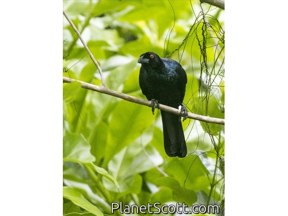 Glossy-mantled Manucode (Manucodia ater)