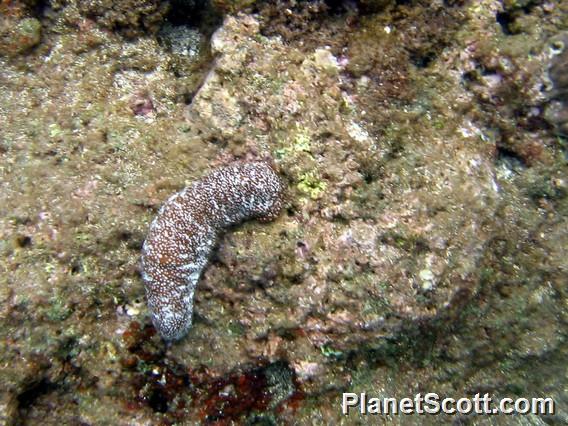 Pacific White-spotted Sea Cucumber (Actinopyga varians)