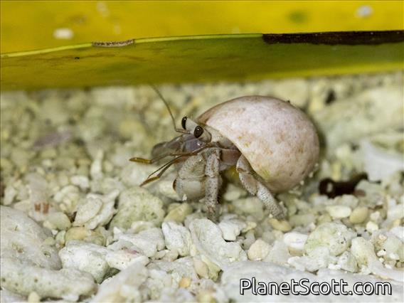Tawny Hermit Crab (Coenobita rugosus)