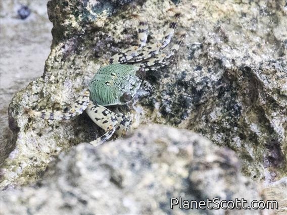 Mottled Lightfoot Crab (Grapsus albolineatus)