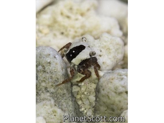 Mottled Crab (Metasesarma obesum)