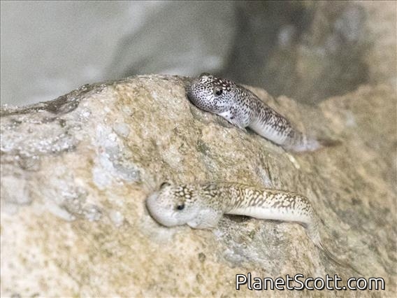 New Guinea Mudskipper (Periophthalmus novaeguineaensis)
