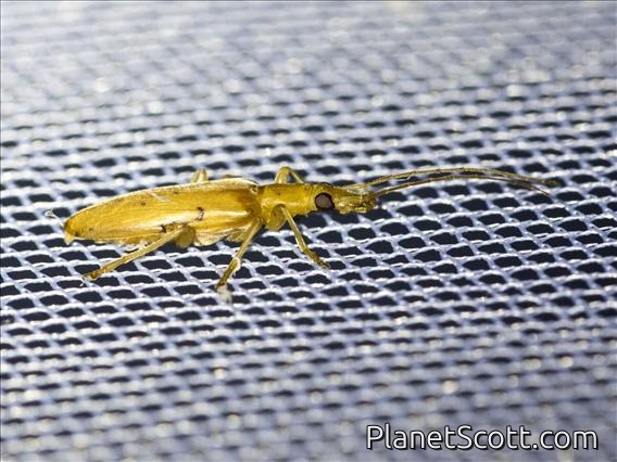 Longhorn Beetle (Ceresium sp)