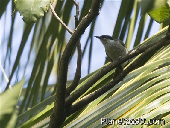 Varied Honeyeater (Gavicalis versicolor)