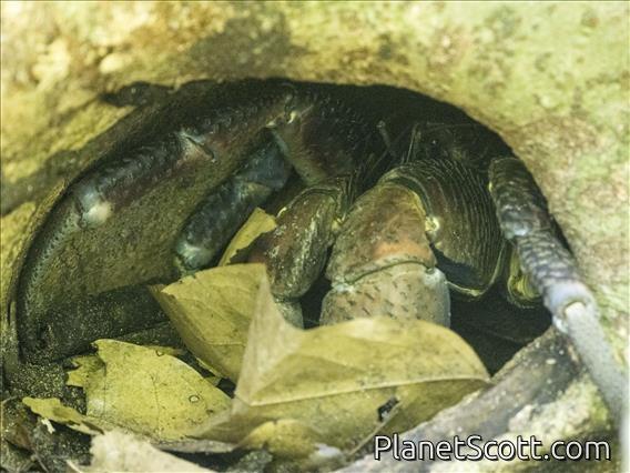 Coconut Crab (Birgus latro)