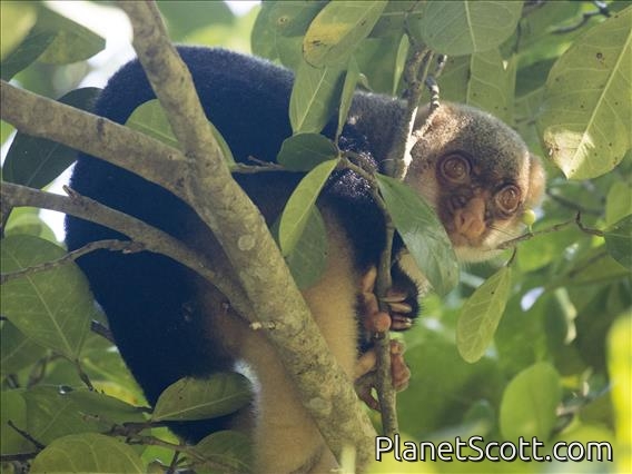 Common Spotted Cuscus (Spilocuscus maculatus)