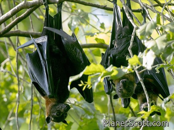 Spectacled Flying Fox (Pteropus conspicillatus)